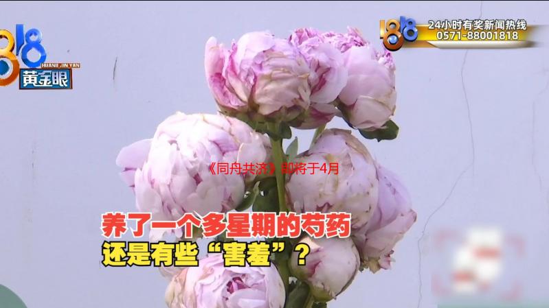 《同舟共济》即将于4月底推出免费更新“阿尔菲计划”