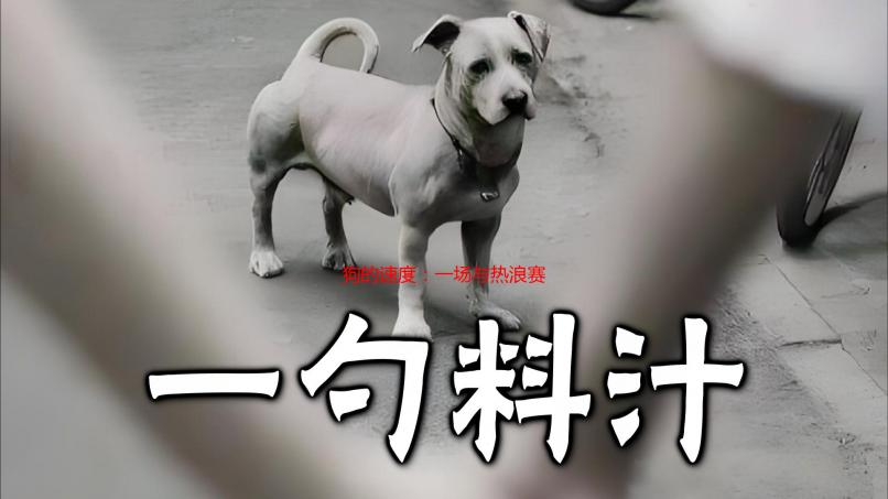 狗的速度：一场与热浪赛跑的惊险回忆