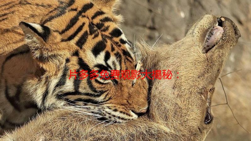 片多多免费观影大揭秘：我的亲身体验与省钱攻略