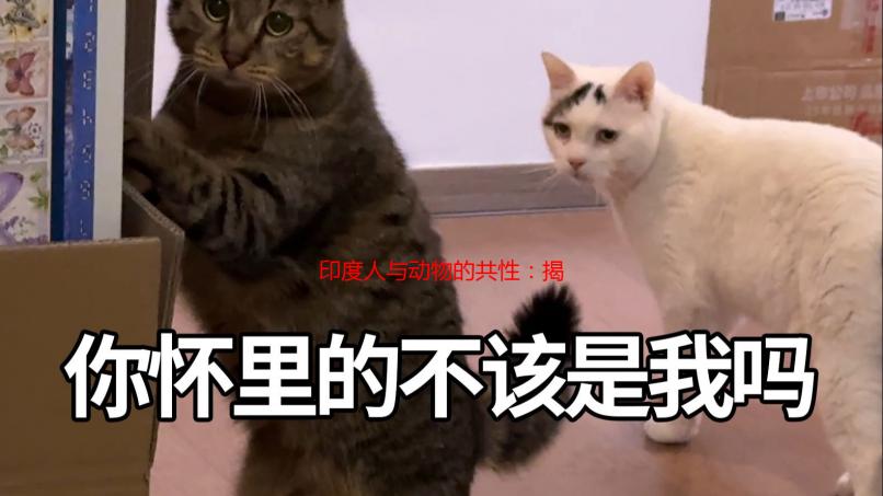 印度人与动物的共性：揭秘人与自然和谐共生的古老智慧