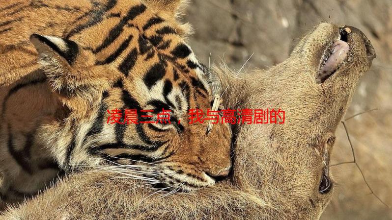凌晨三点，我与高清剧的秘密约会：是享受还是透支？