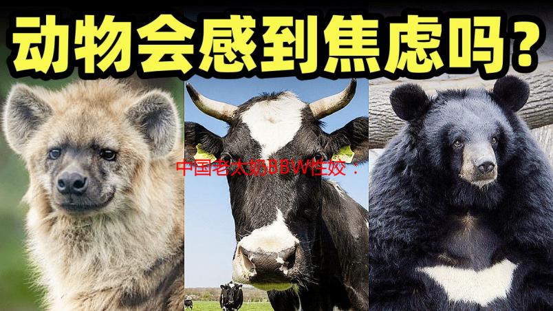 中国老太奶BBW性姣：深度解析与特点介绍
