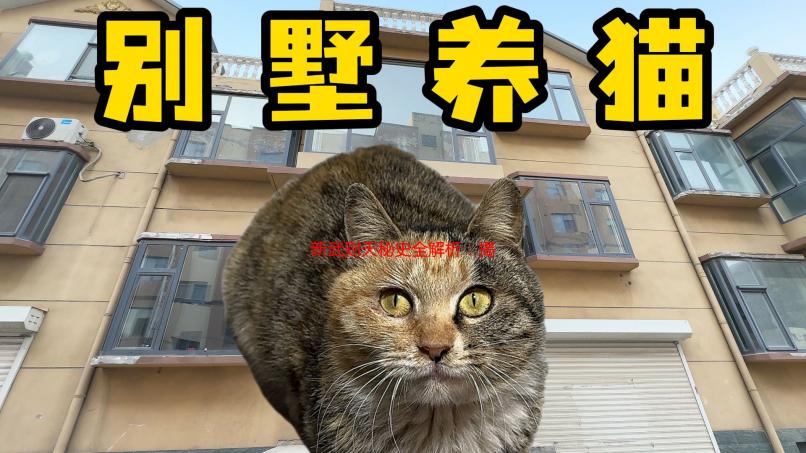 新武则天秘史全解析：揭秘一代女皇的权力之路与隐秘人生