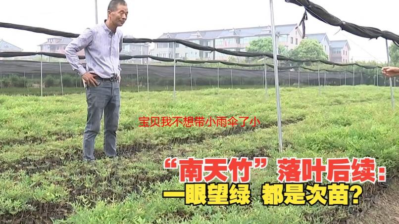宝贝我不想带小雨伞了小说：剧情解析、情感分析与安全建议