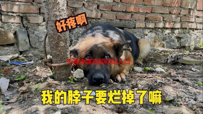 天美传媒视频网站入口：高清影视资源一网打尽