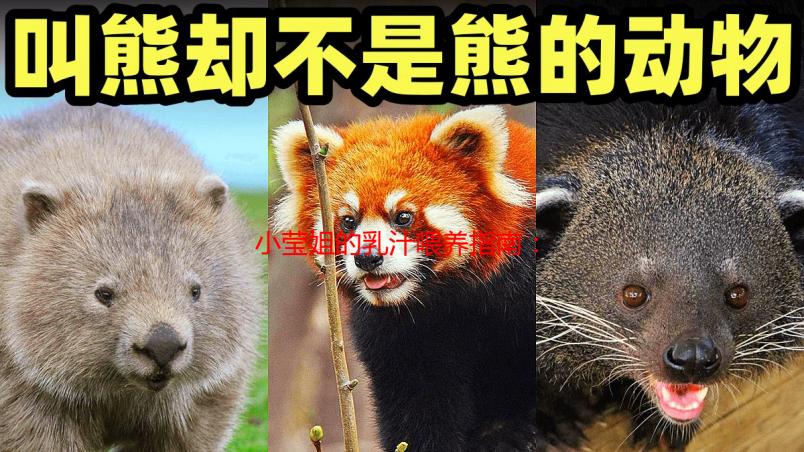 小莹姐的乳汁喂养指南：成分、益处及喂养技巧详解