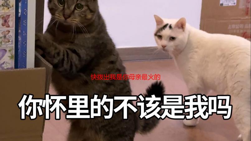快拨出我是你母亲最火的一句是什么梗？深度解析网络流行语