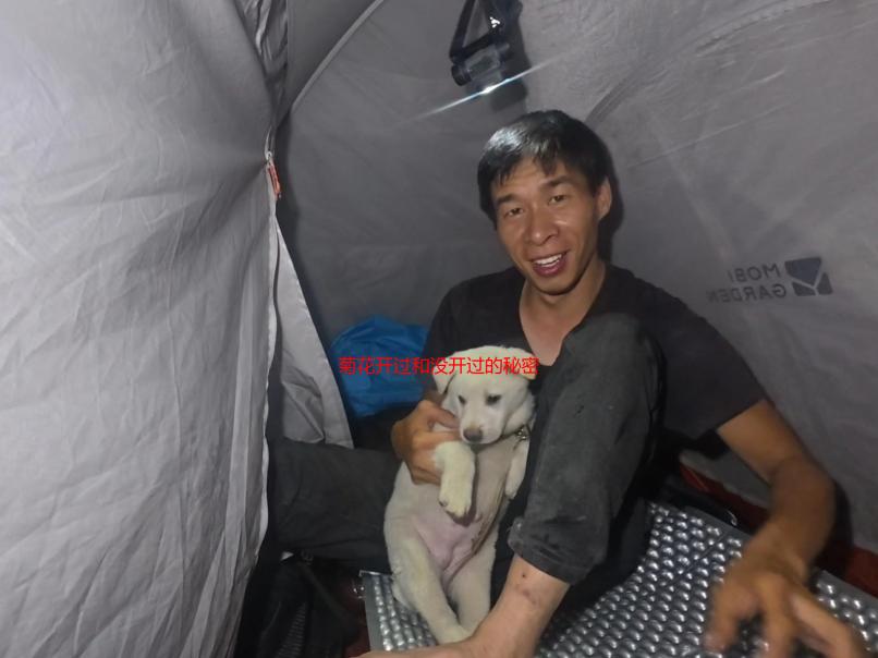 菊花开过和没开过的秘密：从花农到诗人的感悟