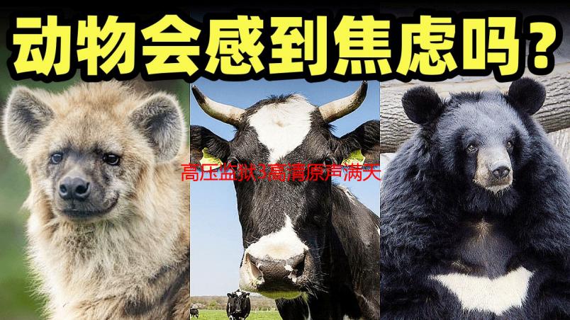 高压监狱3高清原声满天星美剧在线观看：剧情解析与资源下载指南