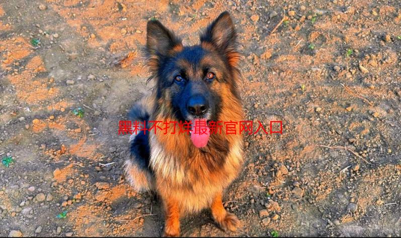 黑料不打烊最新官网入口解析：深度解读其功能与安全性