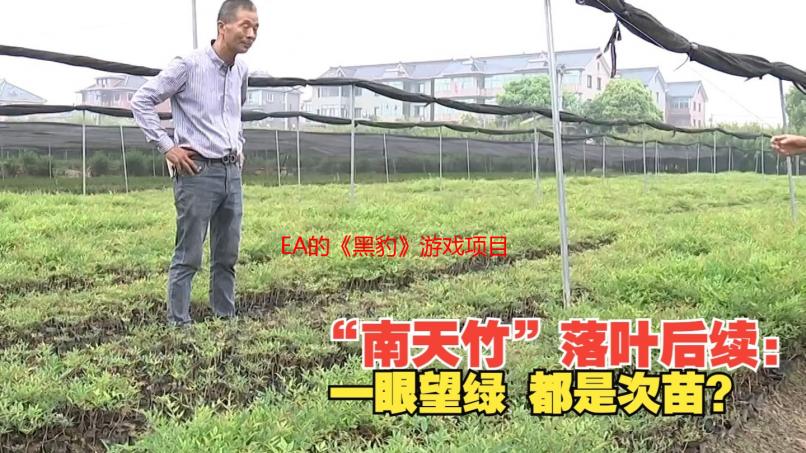EA的《黑豹》游戏项目已取消！其游戏工作室也关闭了