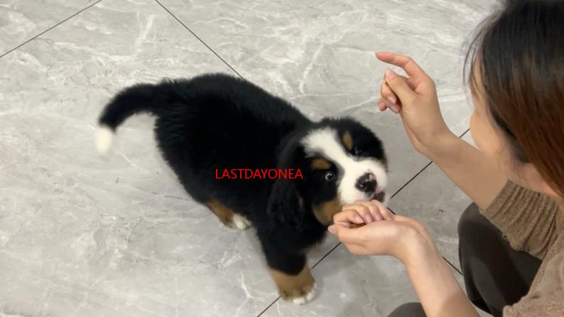 LASTDAYONEARTH猪和人的末日生存：我与佩奇的最后一天