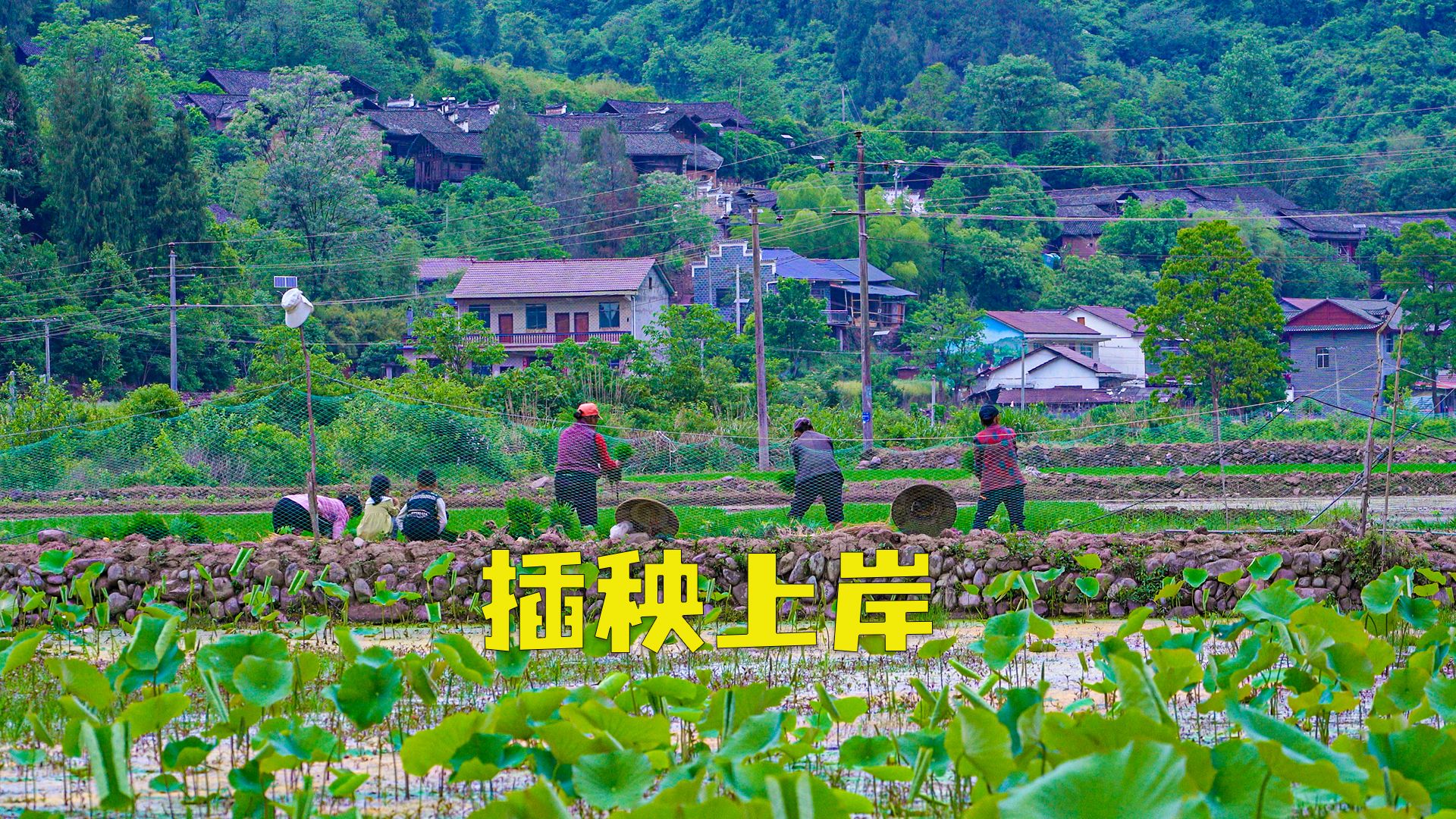 成全影视在线观看更新时间：最新剧集何时上线？追剧日历全攻略