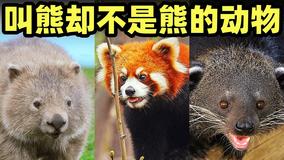 检票员如何使用B型检票设备按尺寸引导乘客有序上车？